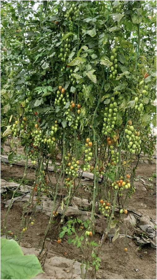 Sembrio de tomate Cherry