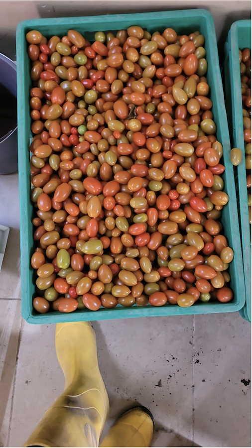 Tomate Cherry cosechado después de la implementación y adaptación del sistema propuesto