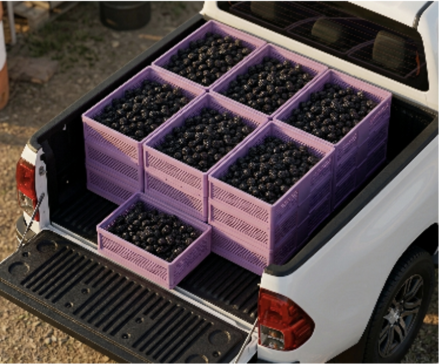(c) Varias cajas llenas de mora apiladas en el platón de una camioneta